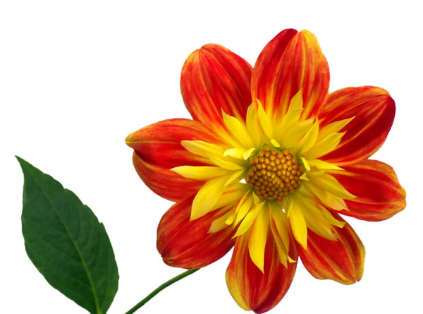 Rood-gele bloem 1 — Stockfoto