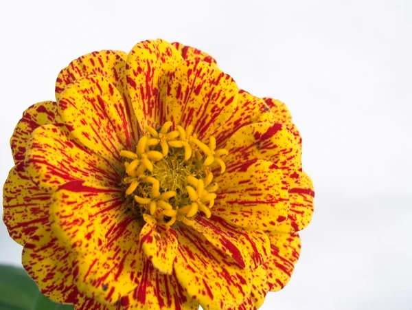 Flor vermelho-amarela 8 — Fotografia de Stock