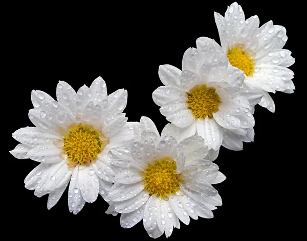 Flower voting mark — Stock Photo, Image