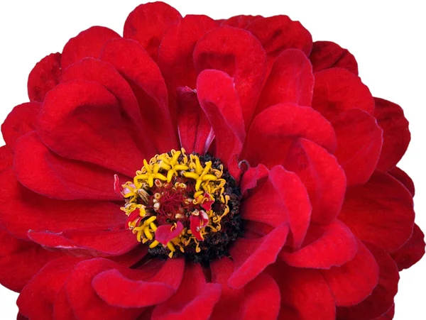 Red flower (1) — Stock Photo, Image