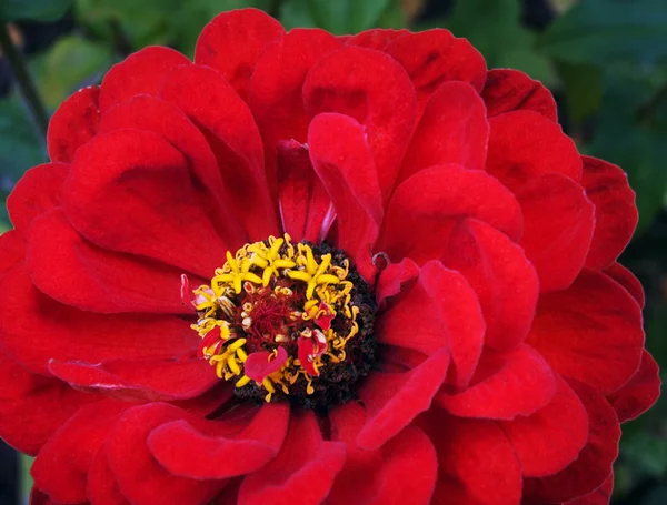 Flor vermelha (3 ) — Fotografia de Stock
