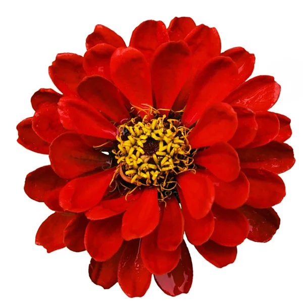 Rote Blume (4) — Stockfoto