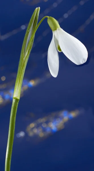 Flor de nieve —  Fotos de Stock