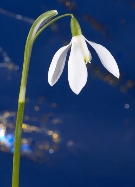 หิมะตก ดอกไม้ — ภาพถ่ายสต็อก
