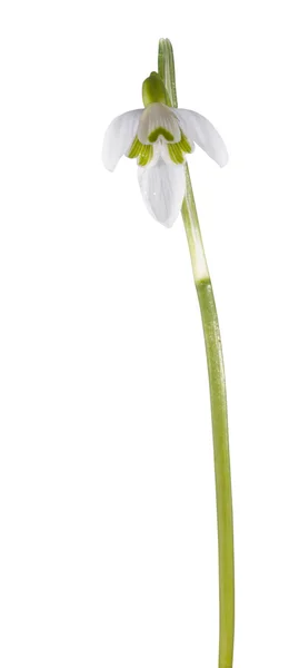 Snowdrop flower isolated — Stock Photo, Image
