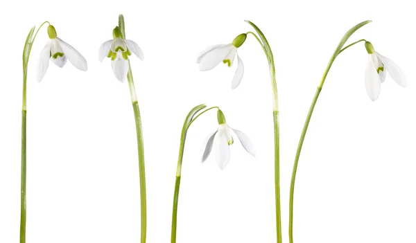 Snowdrop blomma isolerade — Stockfoto