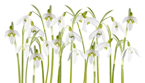 Snowdrop blomma isolerade — Stockfoto
