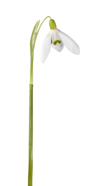 Sněženka květ, samostatný — Stock fotografie