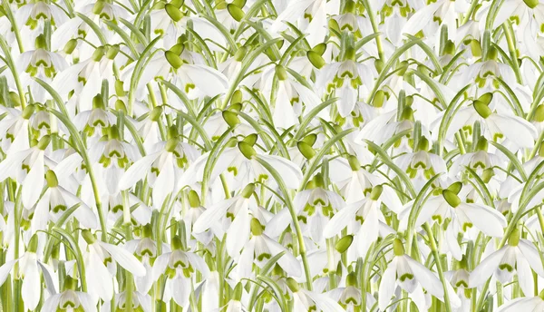 Snowdrop kwiat na białym tle — Zdjęcie stockowe