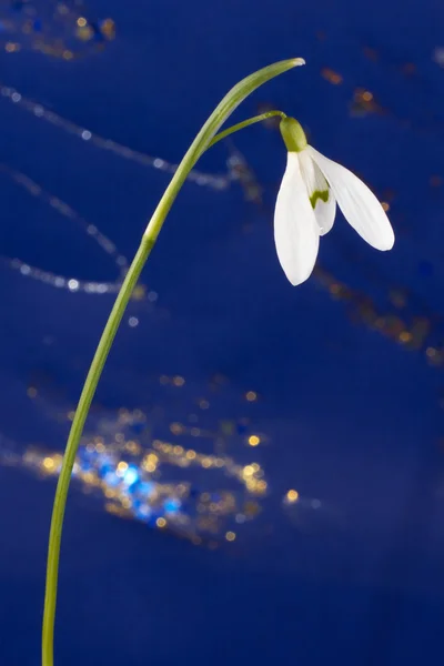Snowdrop flower — Stock Photo, Image