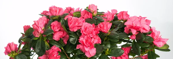 Azalea — Stock Photo, Image