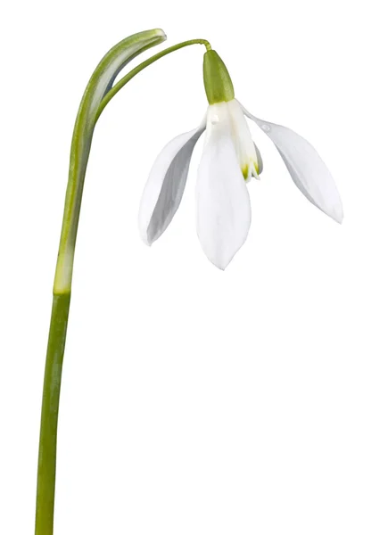 Snowdrop flower isolated Stock Picture