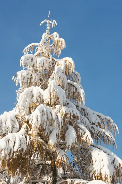 Winter coniferous tree — Stock Photo, Image