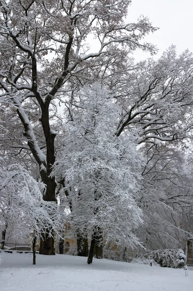Zimní stromy — Stock fotografie