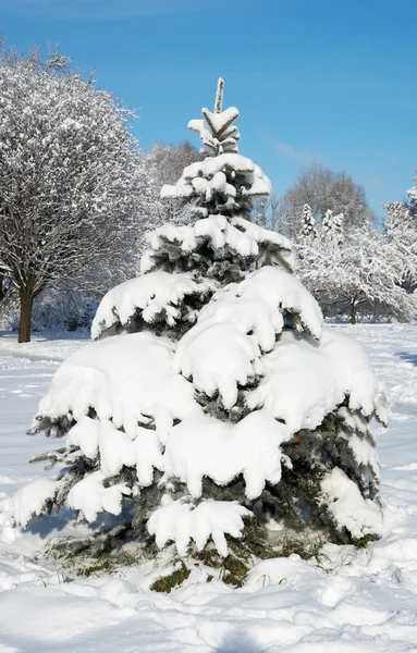 Winter fir — Stock Photo, Image