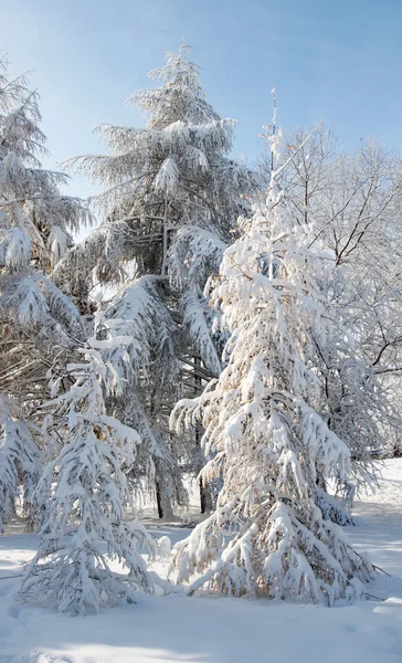 Jodła zimą — Zdjęcie stockowe