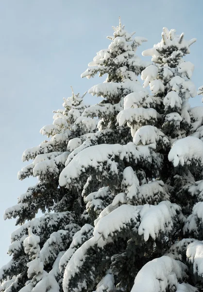Zima jodły — Zdjęcie stockowe