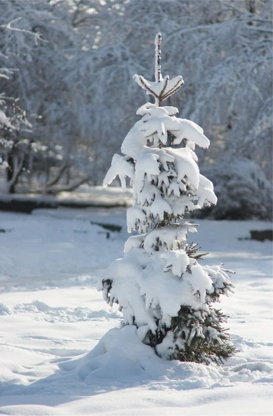 Зима ялина — стокове фото