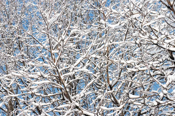 겨울 나뭇가지 — 스톡 사진