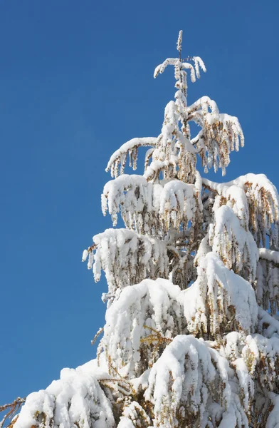 Зимнее хвойное дерево — стоковое фото