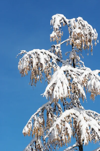 Winter conifeerachtige boom — Stockfoto