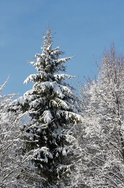 Winter fir — Stock Photo, Image