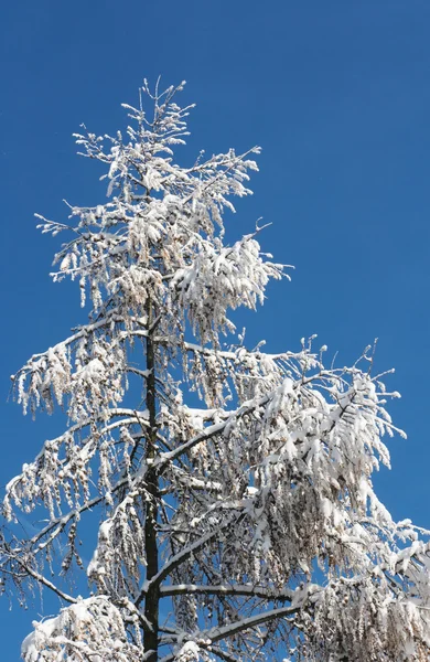 Vintern barrträd — Stockfoto