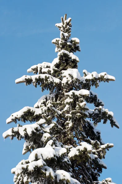 겨울 전나무 — 스톡 사진