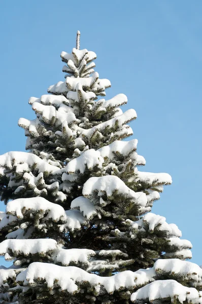 겨울 전나무 — 스톡 사진