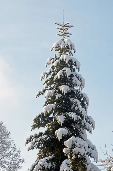 Abeto de invierno — Foto de Stock