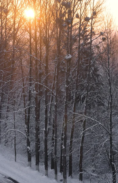 겨울 일출 — 스톡 사진