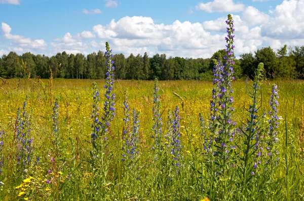 Sommaräng — Stockfoto