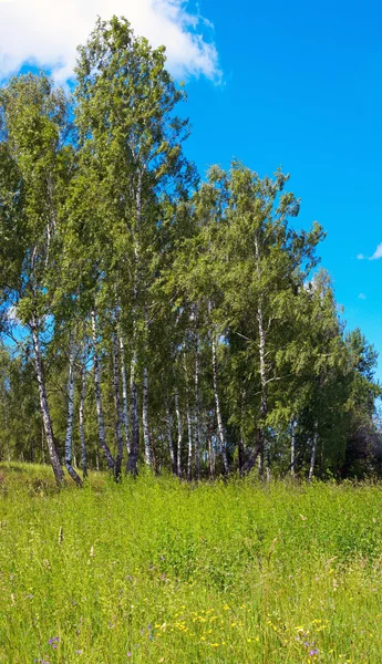 Birches in forest — Stock Photo, Image