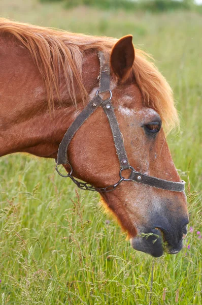 Horse on meadow — Zdjęcie stockowe