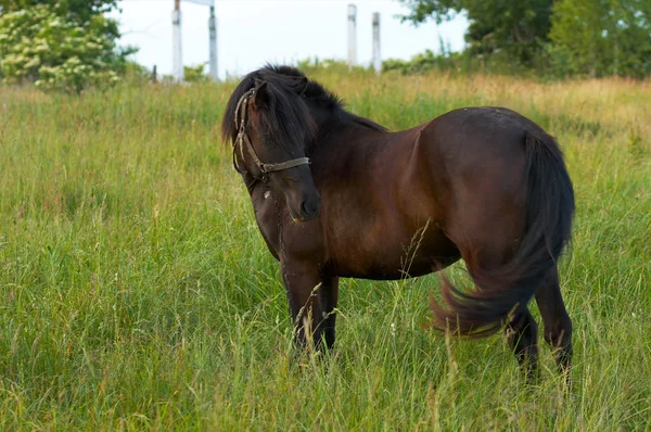 Cavalo no prado — Fotografia de Stock