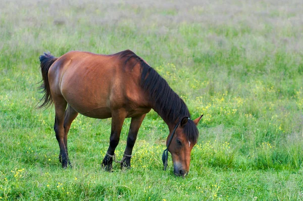 Häst på äng — Stockfoto