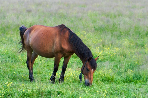 Pferd auf der Weide — Stockfoto