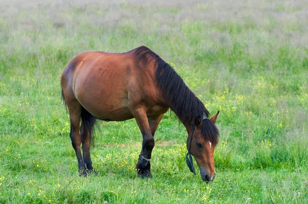 Ló a réten — Stock Fotó