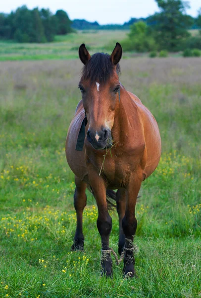 Лошадь на лугу — стоковое фото
