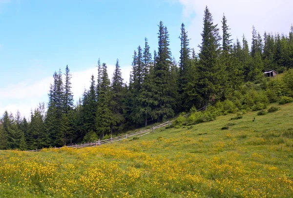 Summer mountain meadow — Stock Photo, Image