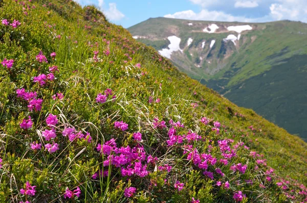 Florecimiento de rododendros de montaña — Foto de Stock