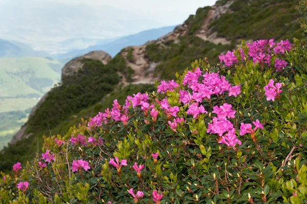 Florescimento do rododendro da montanha — Fotografia de Stock