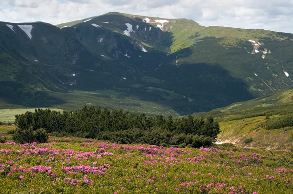 Гора рододендрон розквіт — стокове фото