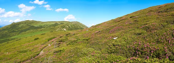 Dağ ormangülü çiçek — Stok fotoğraf