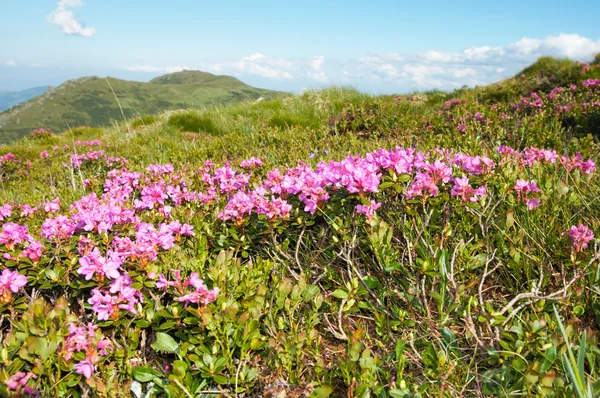 Fleurissement du rhododendron de montagne — Photo