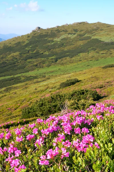 Florecimiento de rododendros de montaña — Foto de Stock