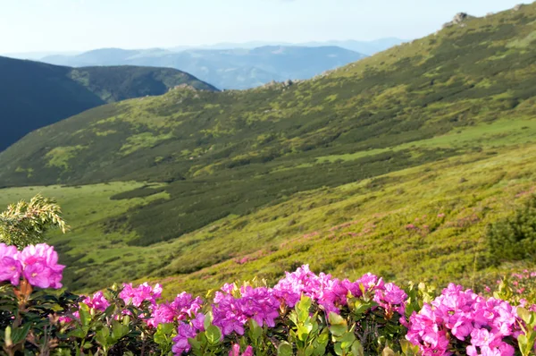 Góra rododendrony kwitnące — Zdjęcie stockowe