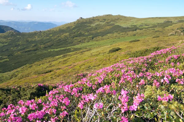 Horská rododendron kvetoucí — Stock fotografie