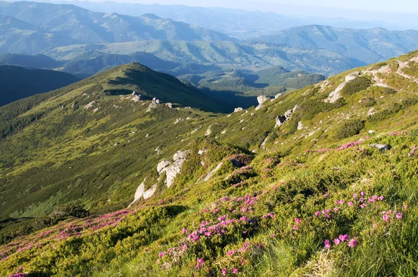Гора рододендрон розквіт — стокове фото