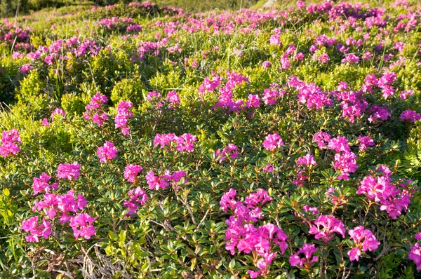 Berg rhododendron bloei — Stockfoto